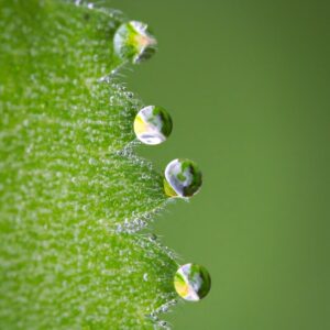 Steriplant N® Basisches Wasser